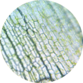 Elodea chloroplasts 5 400×