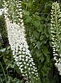 Eremurus olgae