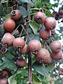 Froitos Pyrus cordata, pereira brava, Xardín botánico de Culleredo 2