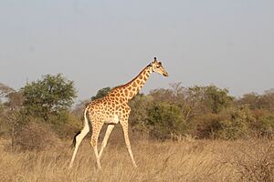 Archivo:Girafe du parc national de Zakouma