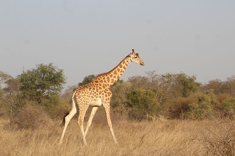 Girafe du parc national de Zakouma