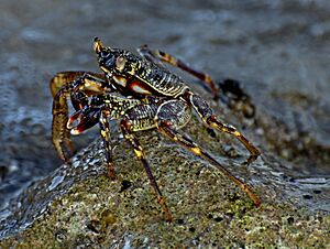 Archivo:Grapsus albolineatus in natural environment. Eriyadu, Maldives