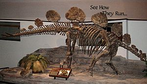 Archivo:Hesperosaurus mjosi skeleton