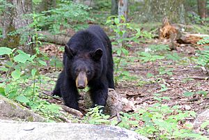 Archivo:Juvenile American black bear at Old Rag mountain
