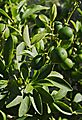 Kumquat vert FR 2012