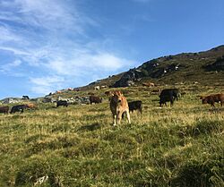 Archivo:Landwirtschaft, Weidetiere - Hochalm