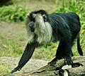 Lightmatter lion-tailed macaque