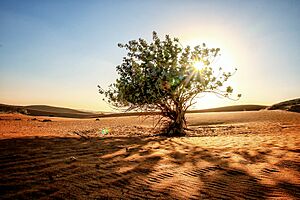 Archivo:Lone tree in the desert
