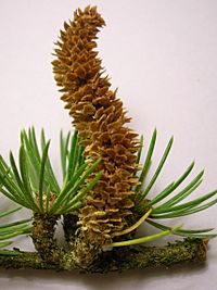 Archivo:Male cone of Cedar of Lebanon