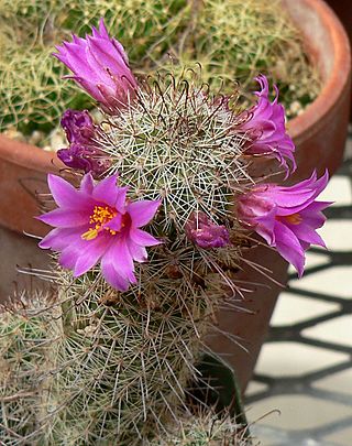 Mammillaria mazatlanensis 2.jpg