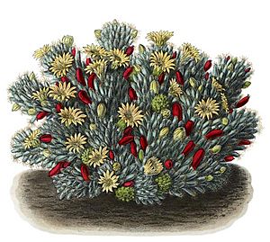 Archivo:Mammillaria prolifera BlKakteenT46