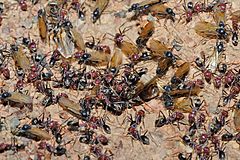 Archivo:Meat eater ant nest swarming