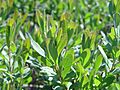 Myrica gale