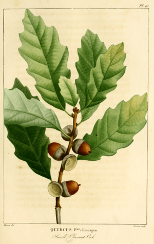 Archivo:NAS-011f Quercus prinoides