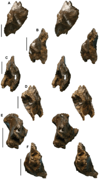 Archivo:Nanuqsaurus skull roof piece