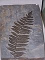 Neuropteris