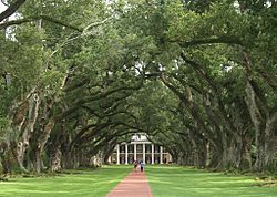 Oak alley - view from front.jpg