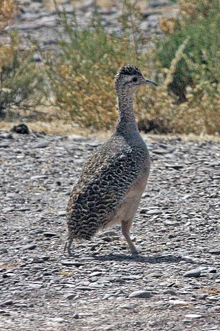 Ornate Tinamou (Nothoprocta ornata) (8077597072).jpg