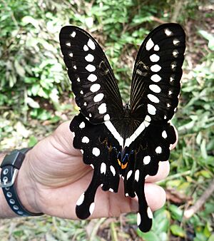 Archivo:Papilio lormieri