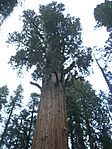 Parque Nacional Sequoia3623
