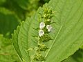 Perilla frutescens' flower