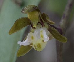 Plectorrhiza tridentata.jpg