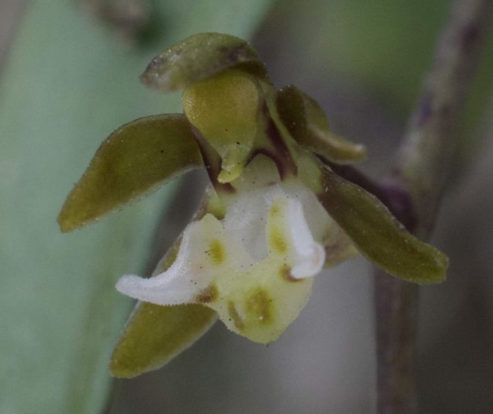 Plectorrhiza tridentata