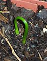 Podocarpus elatus germinating