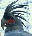 Probosciger aterrimus -head -captivity-8