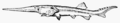 Psephurus gladius