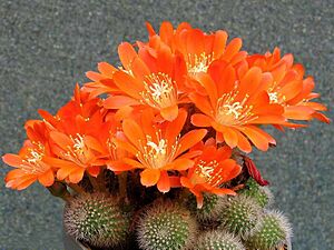 Archivo:Rebutia spinosissima 1