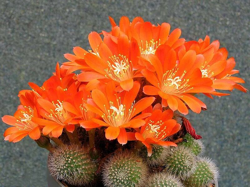 Rebutia spinosissima 1