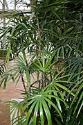 Rhapis Excelsa (2) (11982777924)