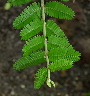 Archivo:SDC11442 - Porlieria microphylla