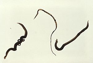 Archivo:Schistosoma mansoni trematodes