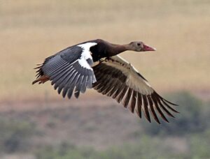 Archivo:Spur-winged Goose RWD4
