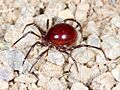 Sternothyrus braueri 62962027 cropped