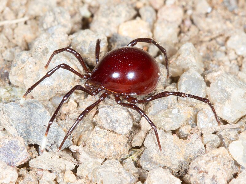 Sternothyrus braueri 62962027 cropped