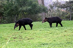 Archivo:Two Tapirus pinchaque