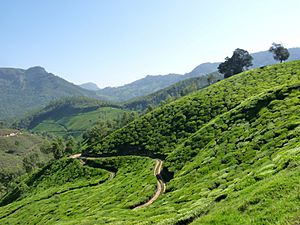 Archivo:View of tea plantations at Munnar
