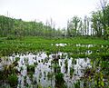 Wetlands in Mason Neck SP, Virginia - 1