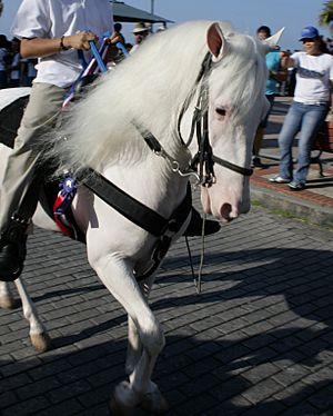 Archivo:White-horse-with-pink-skin-dark-eyes-IMG 1282