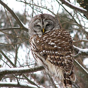 Archivo:Barred owl