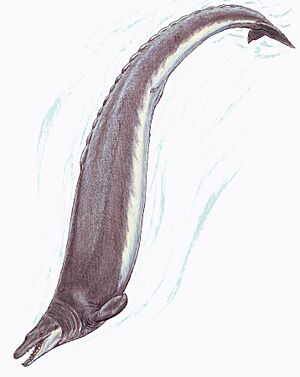 Archivo:Basilosaurus1DB