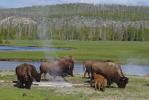 Archivo:Bison near a hot spring in Yellowstone-750px