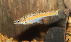 Blacknose Dace, Male, Rhinichthys atratulus.jpg