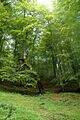 Bosque - Cantabria