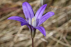 Archivo:Brodiaea coronaria 3122