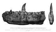 Archivo:Buckland, Megalosaurus jaw