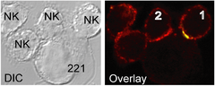 Archivo:Cél NK sinapsis inmunes inhibidoras y activadoras